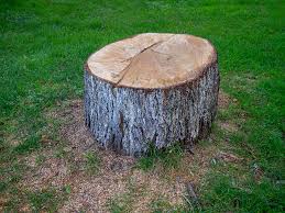 How Our Tree Care Process Works  in  Ester, AK