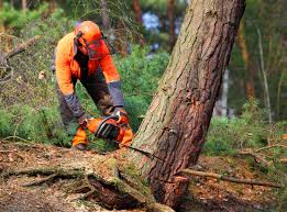 Best Hazardous Tree Removal  in Ester, AK