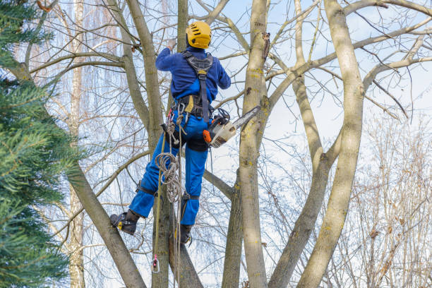 Best Storm Damage Tree Cleanup  in Ester, AK