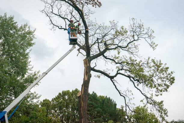 Best Tree Trimming and Pruning  in Ester, AK