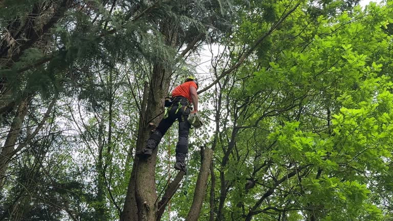 Best Utility Line Clearance  in Ester, AK