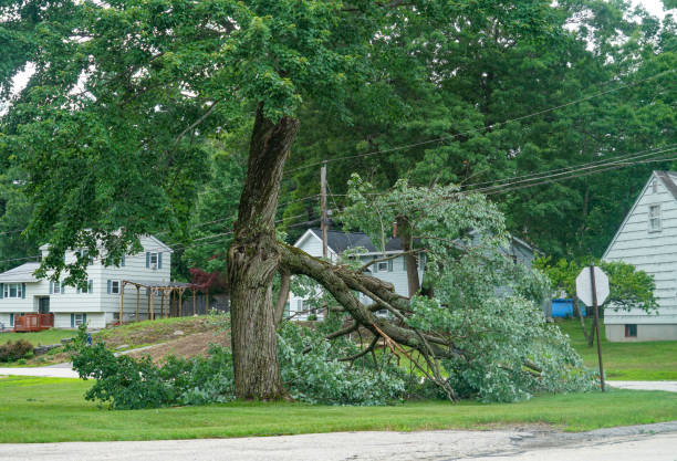 Best Commercial Tree Services  in Ester, AK