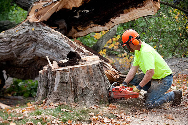Best Tree Risk Assessment  in Ester, AK