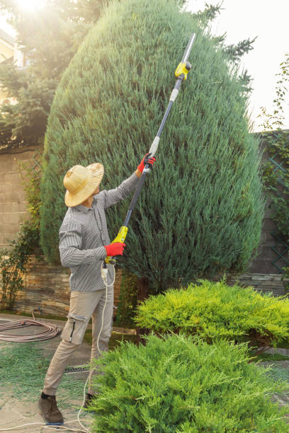 Best Lawn Pest Prevention  in Ester, AK
