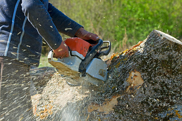 Best Lawn Grading and Leveling  in Ester, AK